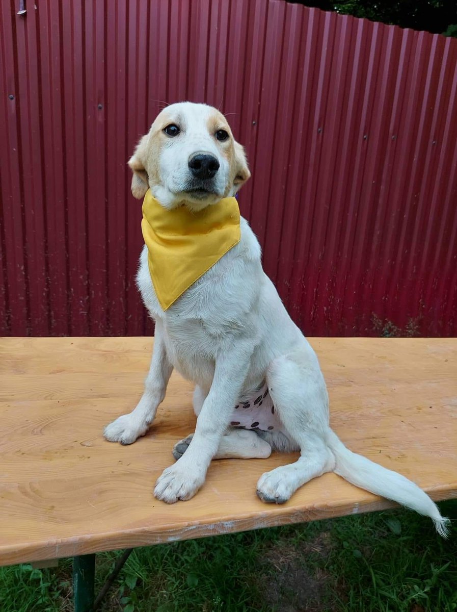 DNVSaveanimals's tweet photo. ✨✨ISAAC ✨✨

I've still had no enquires💔

PLEASE could you share me?🤞

I'm such a lovely boy, I'm 17 months old, friendly &amp; gentle. 

Surely there is someone in the #UK who can love me?  😍

https://t.co/1CDIHHjbfg

#rehomehour #RescueDogs #TeamZay #dogsoftwitter https://t.co/8g8NTbo3Ka