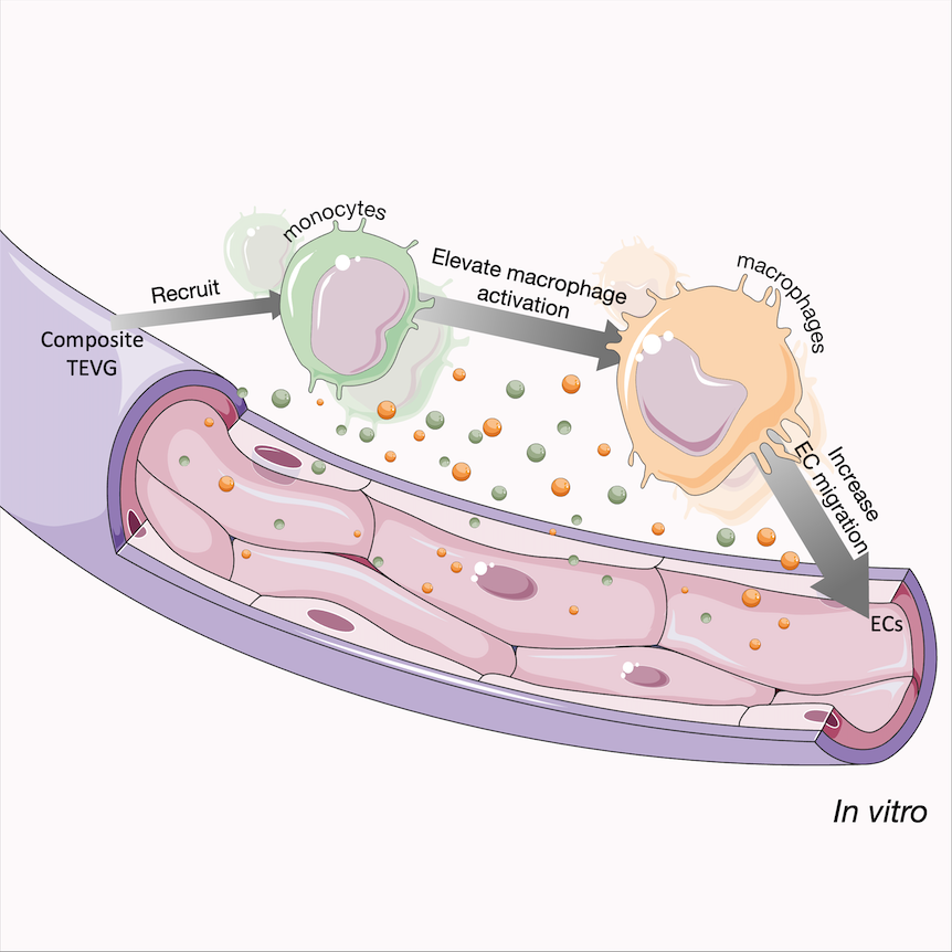 So excited to share that my dissertation research on immunomodulatory hydrogel and vascular graft has eventually been published!! 👩‍💻 Please check out in this thread if you are interested in how we use biomaterials and cytokines to modulate macrophage phenotypes and EC activities!