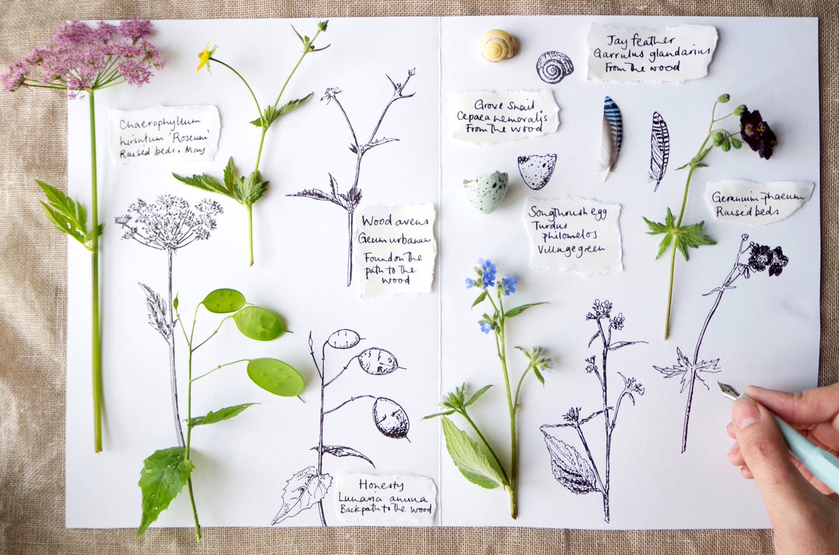 My botanical illustration &amp; mental health zoom workshop in August is now live.  

I'll teach you how to break down plants into simple shapes,add shading &amp; how creative activity improves mental health.   

Spaces are limited &amp; my w'shops sell out quickly:
workshops.emmamitchell.net/courses/botani…