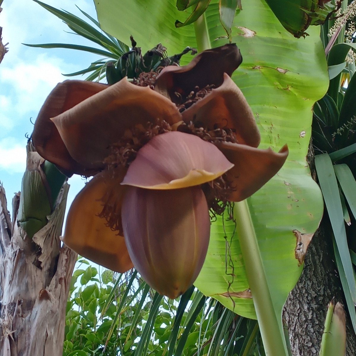 PaigntonPoet's tweet photo. Not all flowers are pretty
Not all plants produce edible fruit
Some flowering stems are doomed
But don't worry if there's a healthy root
#MusaBasjoo #Torbaydos
@TobyBuckland
#HumbleBrag https://t.co/2ZtDhI0YCV