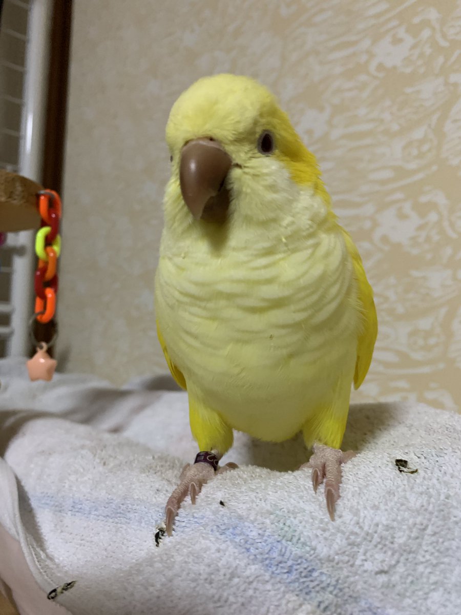 鳥好きっ！ Fyh_xDnacAAqpfx.jpg?format=jpg