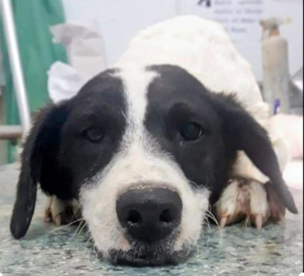 DNVSaveanimals's tweet photo. 🐼🐼PANDA🐼🐼

Has still had no enquires 💔

She’s only 17 months old, &amp; has spent all her life in the shelter. 

She is ready to travel to the #UK, could you offer her a loving home? 

🌟ADOPTION FEES REDUCED🌟

https://t.co/fr1qFNrBNG

#rehomehour #dogsoftwitter #RescueDogs https://t.co/xtl8rebBj8