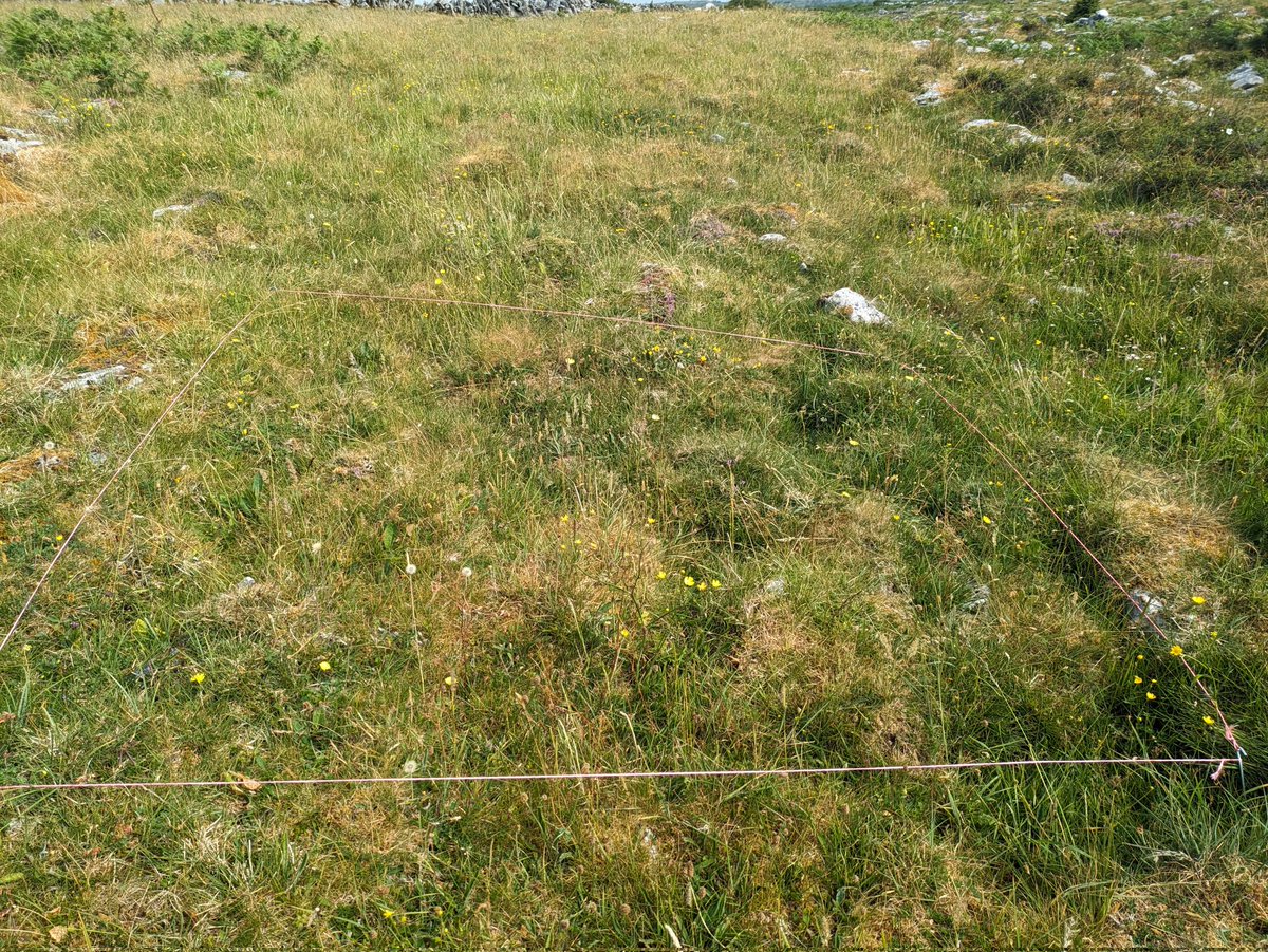 Olly Lynch Milner (@ol_lyncheco) on Twitter photo Great first day of my MSc fieldwork with <a href="/phoebeob1/">Phoebe O'Brien</a>! Great to be gathering the first of my relevés. The recent drought appears to have created a lull in the Burren vegetation but still nice to survey the grassland before the thunder showers! #fieldwork Thanks again Phoebe! Great first day of my MSc fieldwork with <a href="/phoebeob1/">Phoebe O'Brien</a>! Great to be gathering the first of my relevés. The recent drought appears to have created a lull in the Burren vegetation but still nice to survey the grassland before the thunder showers! #fieldwork Thanks again Phoebe!