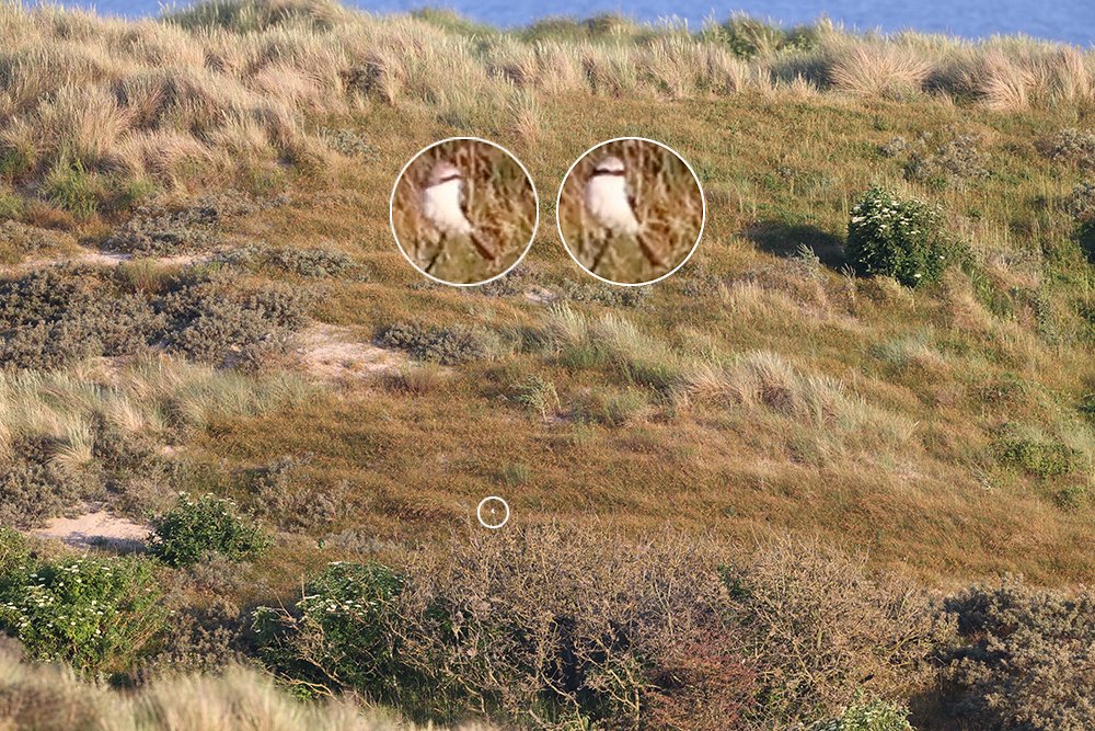 ArnoldMeijer's tweet photo. +1 for the 10km radius (198/327) #localbigyear
198 Turkestan Shrike #patchmega
Not what we expected to see when we went to de vismig watch point this morning. Distant, quickly disappearing and mega! Photo: René van Rossum
#lowcarbonbirding @PatchBirding https://t.co/G0iRgmU1JE