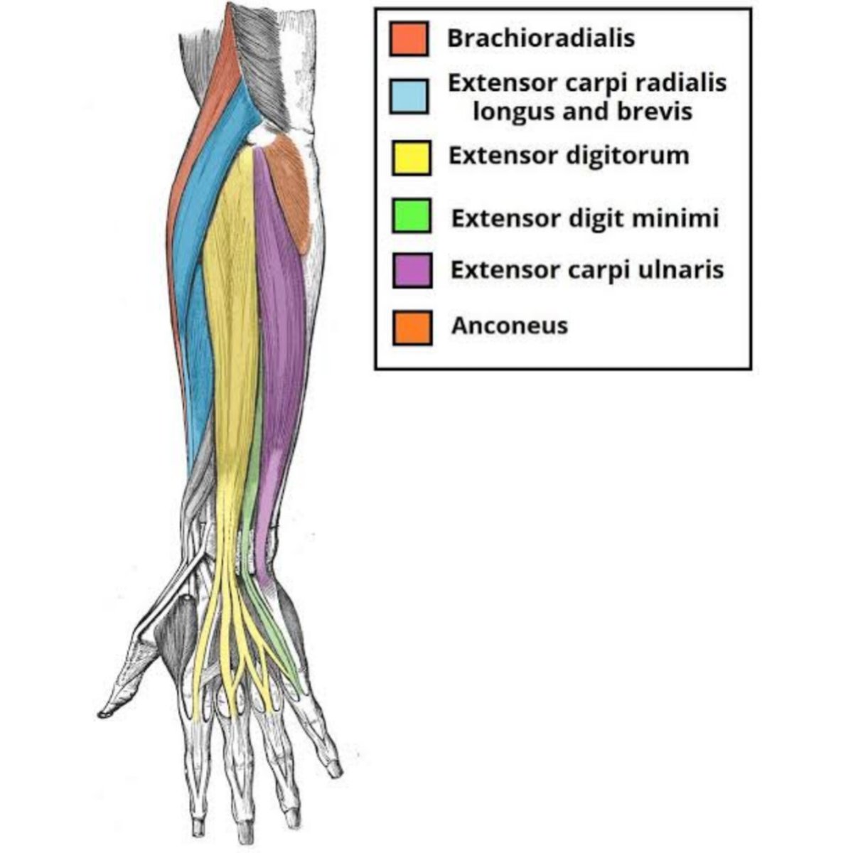 the superficial posterior forearm compartment involves few muscles. they function to flex the forearm, extend, adduct & abduct the wrist & extend digits 2-5. they're innervated by the radial & interosseous nerve & are supplied by the deep brachial, radial & interosseous artery.