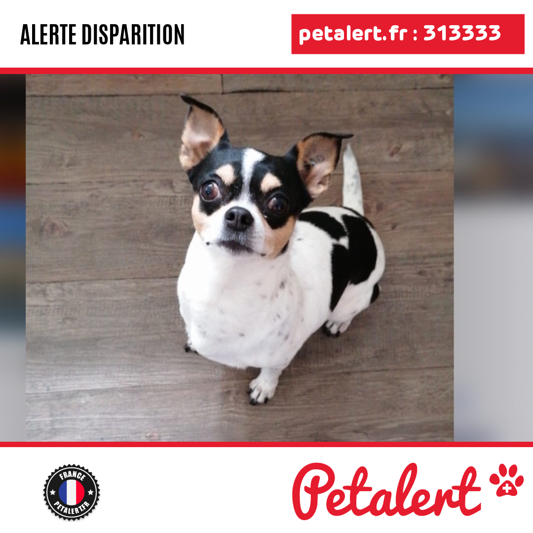 Disparu #Chien #ValDOise #Sarcelles #Petalert #PetAlert95 / p3t.co/QJGti