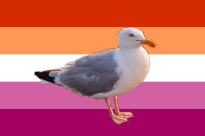 you can want who you want boys and boys and gulls and gulls

🧵 a brief history of lesbian seagulls