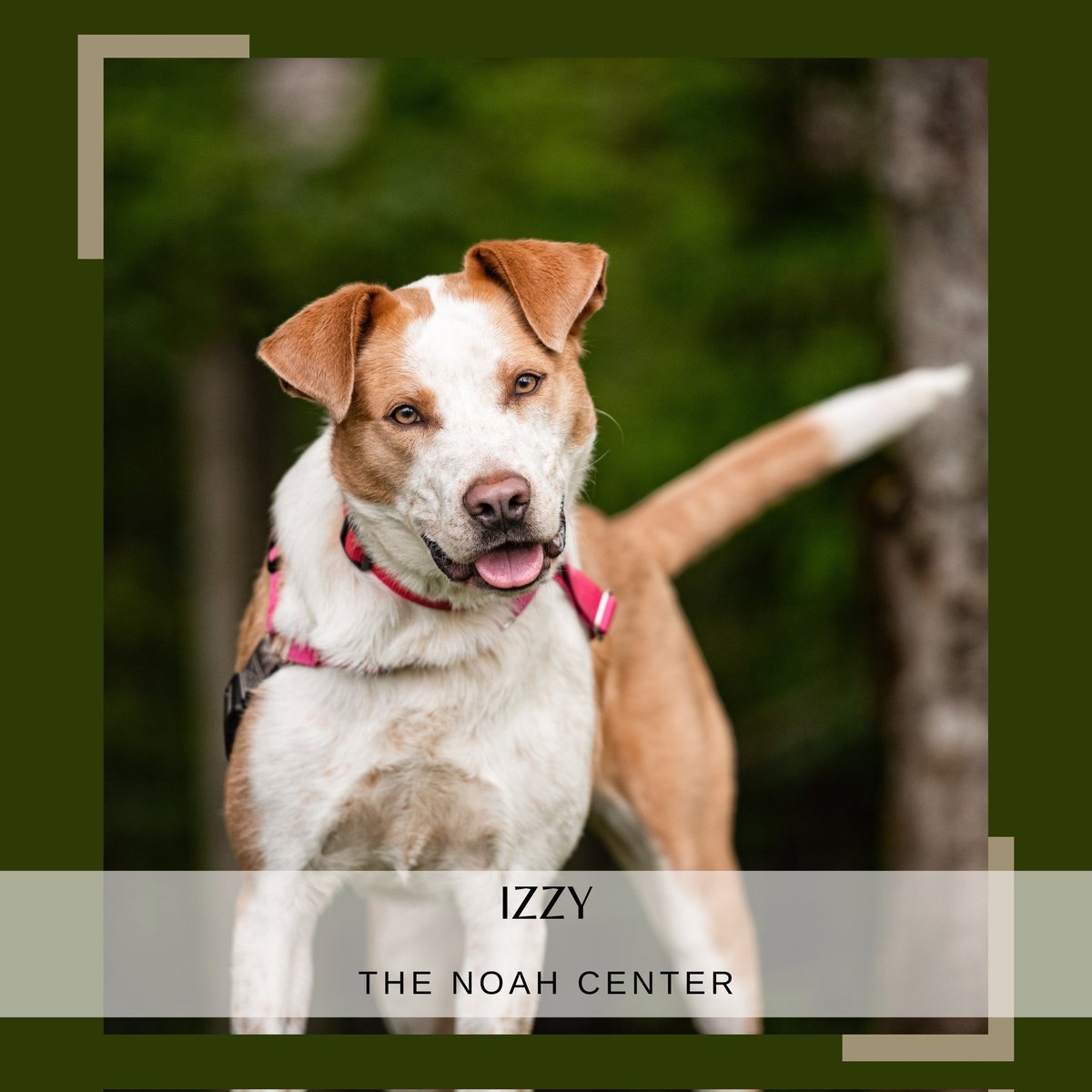 Izzy is 2 years old. She is smart, funny and is always happy. She is waiting for her forever home with our friends at <a href="/TheNoahCenter/">The NOAH Center</a> 
Go meet her. She is waiting for you.