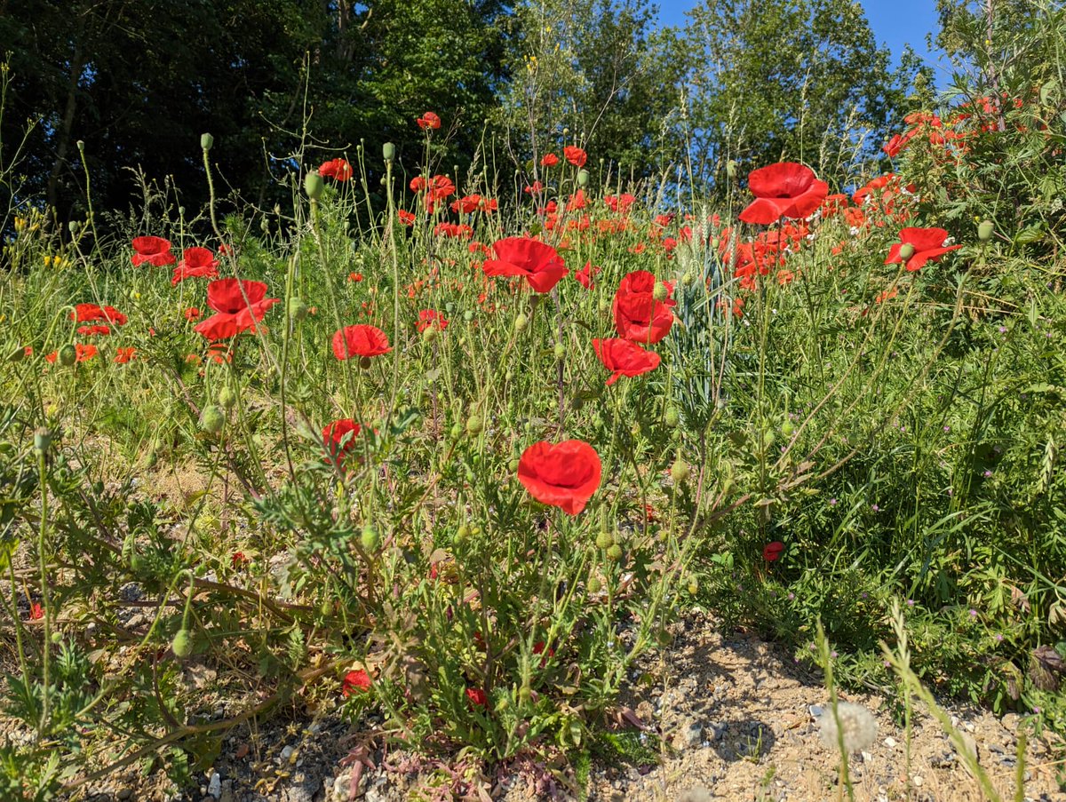 RGSHW History tweet media