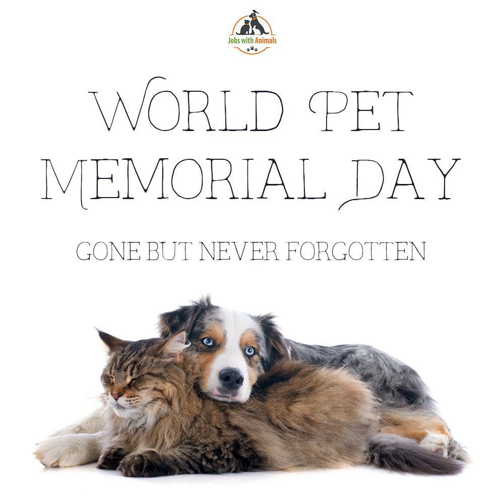 Today is World Pet Memorial Day. ♥

Gone, but never forgotten 💕

#WeMissYou #WorldPetMemorialDay