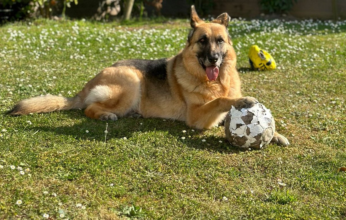 Après le 'Roi Pelé'
C'est moi
📸 🐕⚽ 😹
#AdoptDontShop 🙏🏼 🐶 🐱 🐾
#StopAbandon