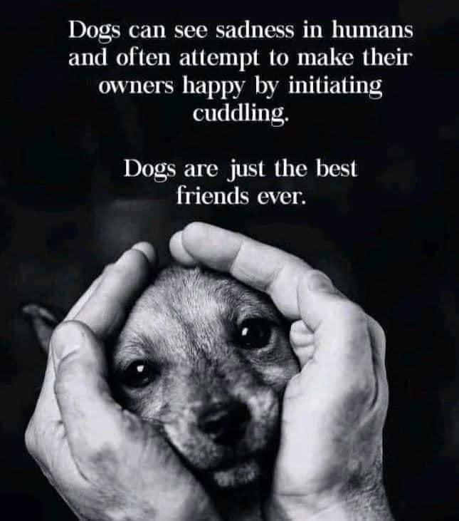 Forever grateful for my dogs ❤
#dogs #DogsofTwittter #Cats_dogs_kit #DogLover #Dogsarefamily #DOGS100 #puppy #puppylove #puppies