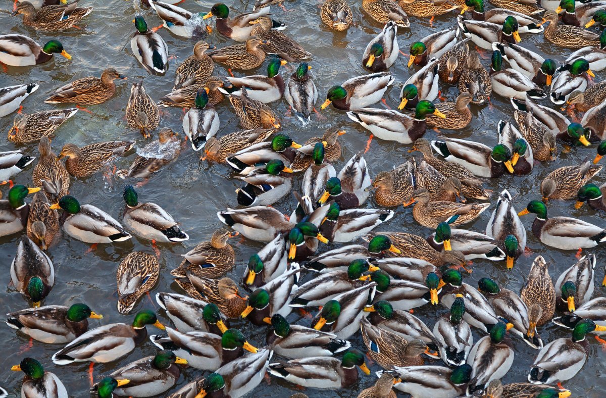 Some days you have your ducks in a row and some days you have this: