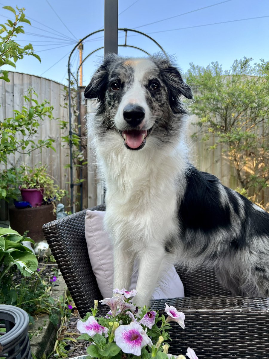 judy_6896's tweet photo. Billie 💕 #bluemerlebordercollie #bordercollie https://t.co/xMgMt3SHYt