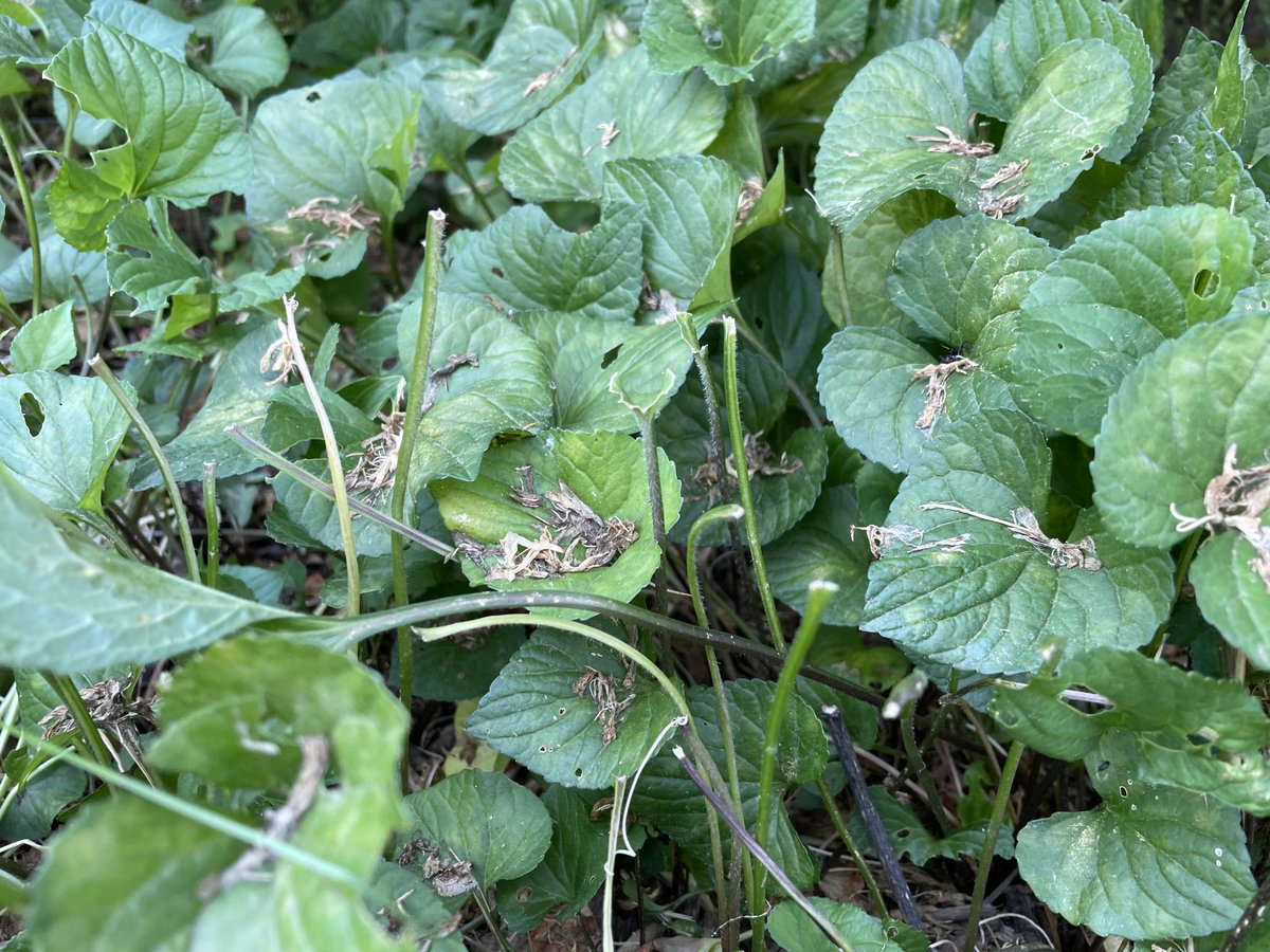FlanaganBio's tweet photo. Something has been eating in the TJ rain garden! Plant is probably a weed, but I let it grow as ground cover. And, evidently, as lunch!🤣 I wonder who??🤔Rabbit? deer? 🤷🏻‍♀️ #NatureBreak https://t.co/PL3jjsoqZo