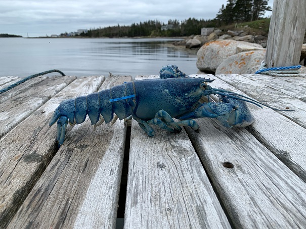 When fisherman Brian Sangster from Whitehead, NS hauled his traps a few weeks ago inside he found a very rare blue lobster. He could have kept it but instead reached out to DFO Science.