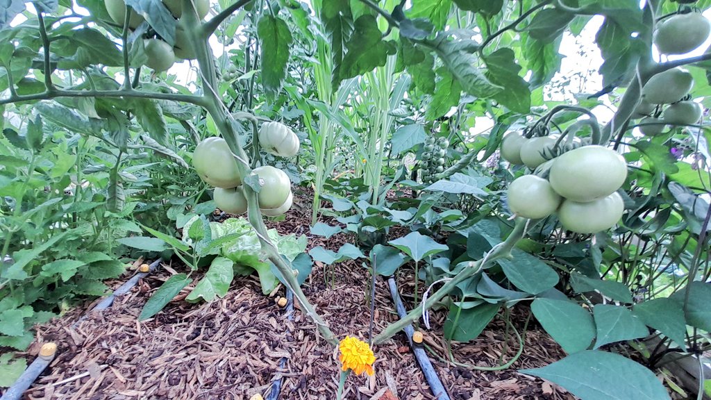 Alexandre Carré tweet media