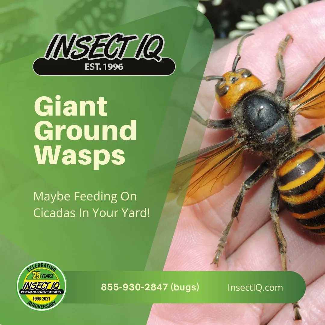 Insect_IQ tweet picture