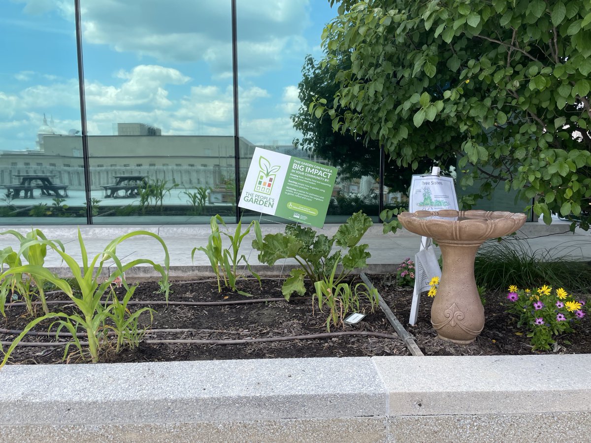 DYK that the Embassy has incorporated #Indigenous agricultural practices in our garden? We’re growing corn, beans and squash, known as the “Three Sisters”, where crops are planted together for mutual benefit, designed to nurture and sustain entire communities. 🌽#NIHM2023