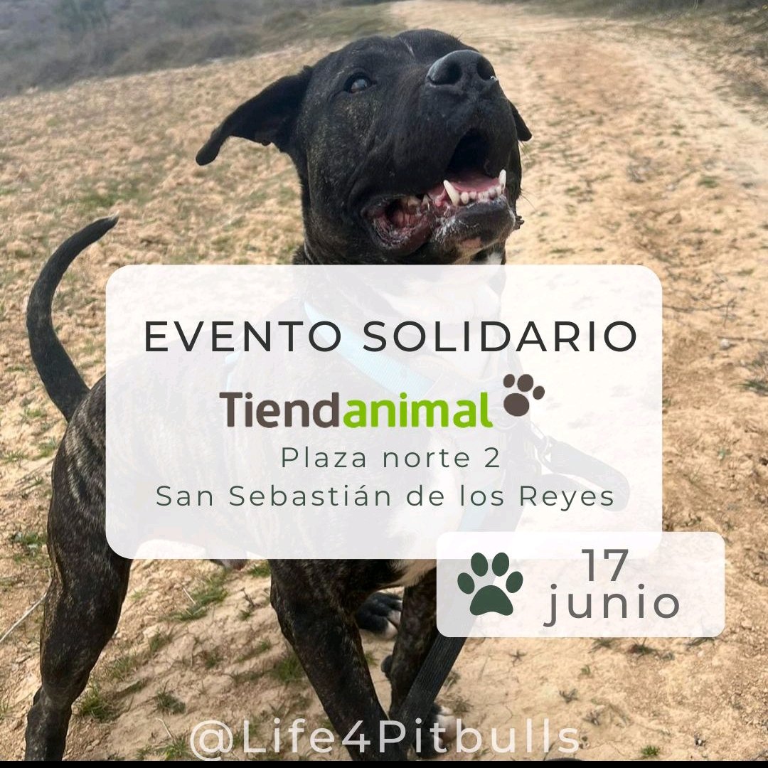 Life4pitbullsMADRID (@life4pitbullsm) on Twitter photo ¡Familia! ¡Que no se nos olvida anunciarlo!
El próximo sábado estaremos en el <a href="/tiendanimal/">Tiendanimal</a> del <a href="/CCPlazaNorte2/">CC Plaza Norte 2</a> de #SanSebastiánDeLosReyes , para que os paséis a vernos 🤗 ¡Familia! ¡Que no se nos olvida anunciarlo!
El próximo sábado estaremos en el <a href="/tiendanimal/">Tiendanimal</a> del <a href="/CCPlazaNorte2/">CC Plaza Norte 2</a> de #SanSebastiánDeLosReyes , para que os paséis a vernos 🤗
