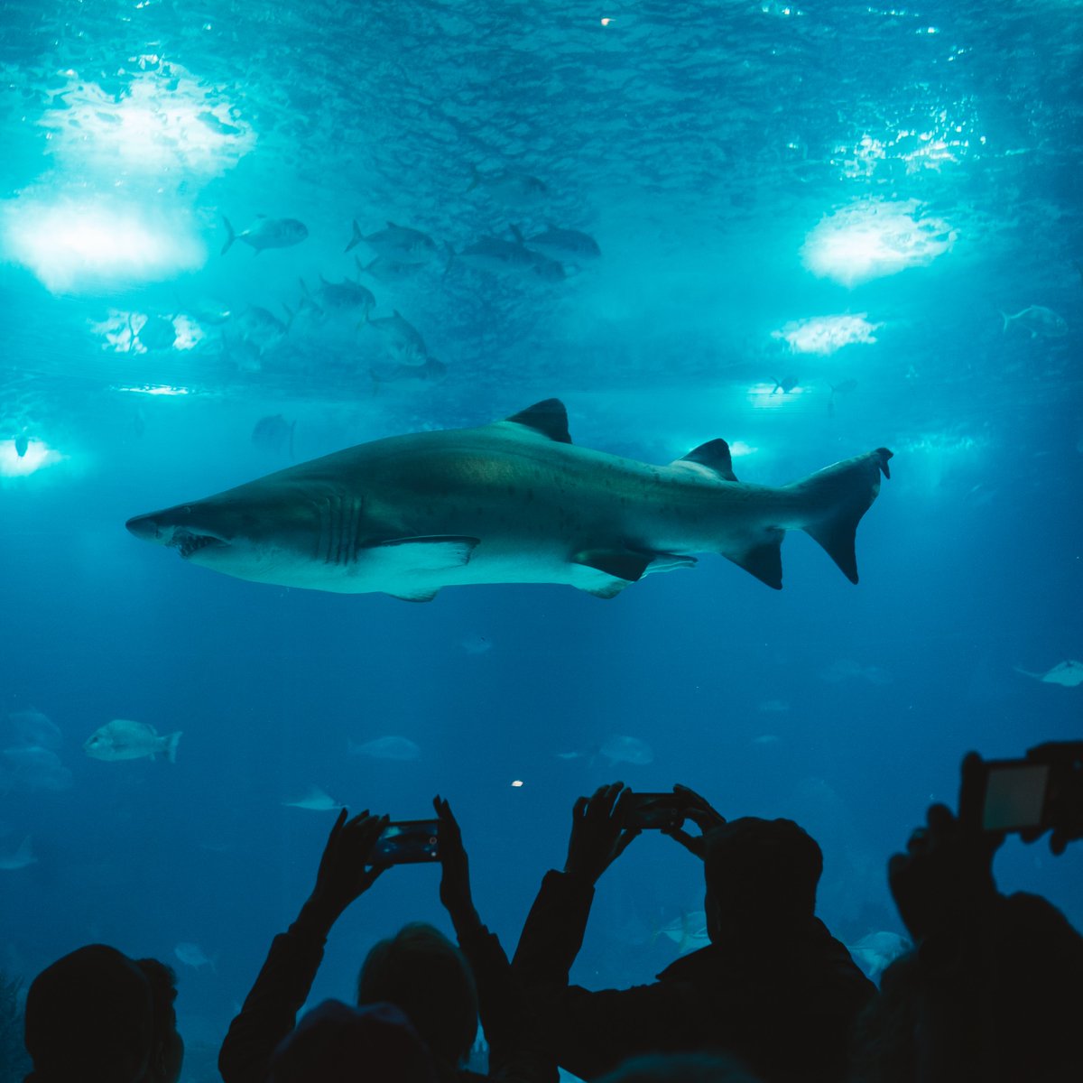 🦈 Dive into an amazing ‘out of water’ shark experience at @chesterzoo! Step into their immersive exhibition space and witness stunning underwater projections highlighting sharks' importance to our oceans. 🌊🌍 🔗 buff.ly/43TSJ9i