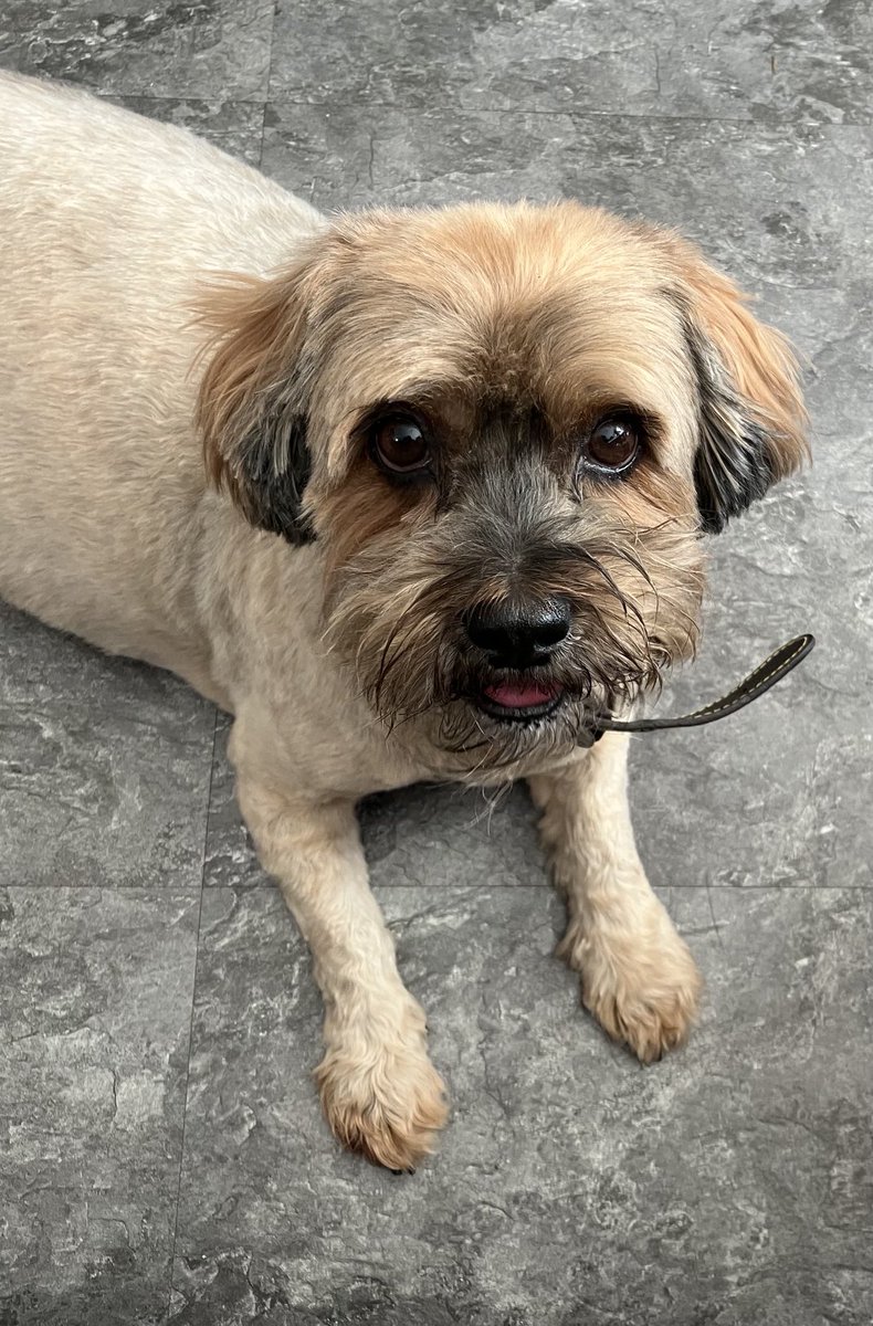 How gorgeous is my girl! Smelly lovely, fresh from the groomer! 🐾🥰 #dogs #mygirl