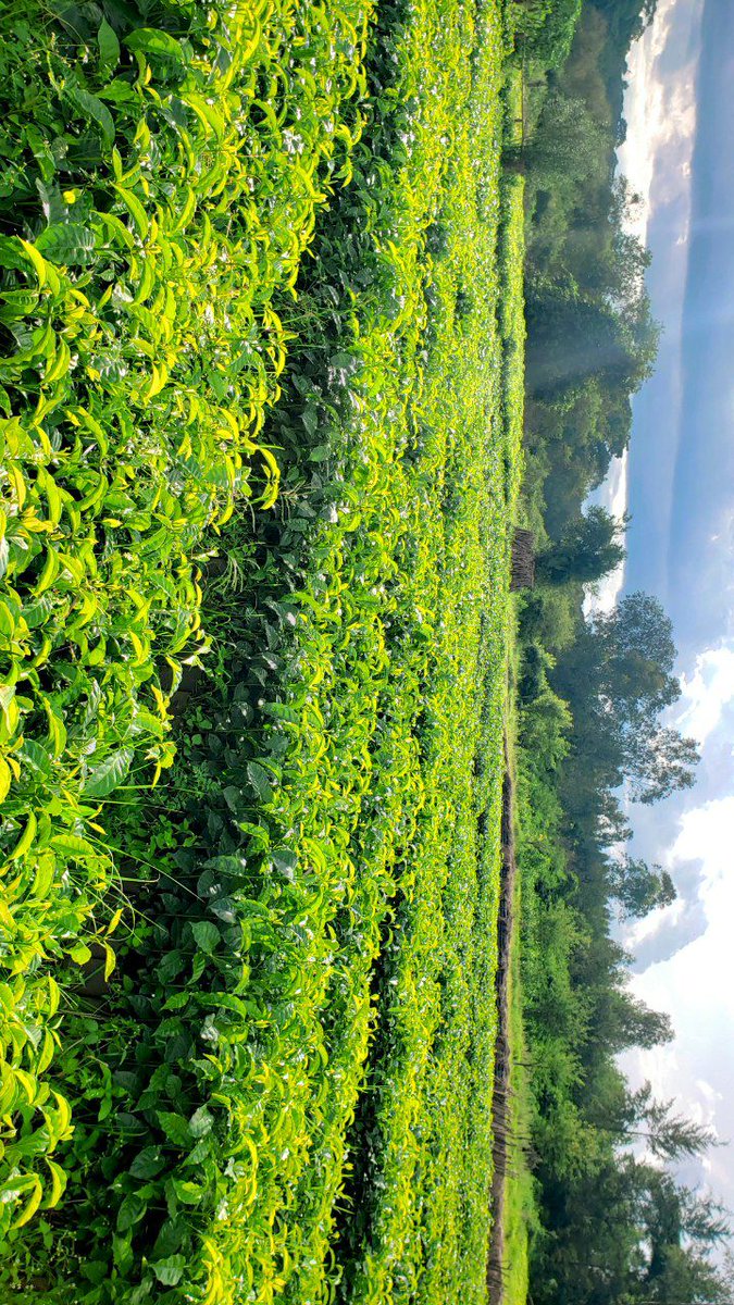 DenuAman's tweet photo. All preparations have been completed for the planting of various trees in Buno Bedele this summer. https://t.co/3tpyooZYJy