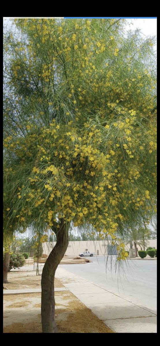 MahmmedSharhan's tweet photo. شجرة #الباركنسونيا https://t.co/3t9KZgTZaI