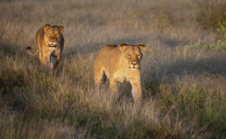 Two Lions in the Grass Tanzania Africa! buff.ly/43YU6U6 #lions #grasslands #walking #wildlife #wildlifephotography #nature #NaturePhotography #animalphotography #BuyIntoArt #AYearForArt #TheArtDistrict #SpringIntoArt #Travel #travelphotography #giftideas @joancarroll