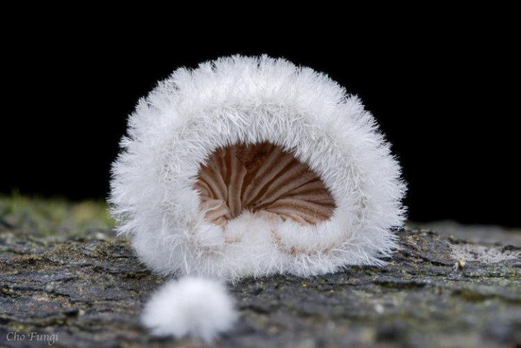 Tiny mushrooms of the day 🍄☁️

#MushroomMonday #MushroomLove #Foraging #Mycology #MagicMushrooms