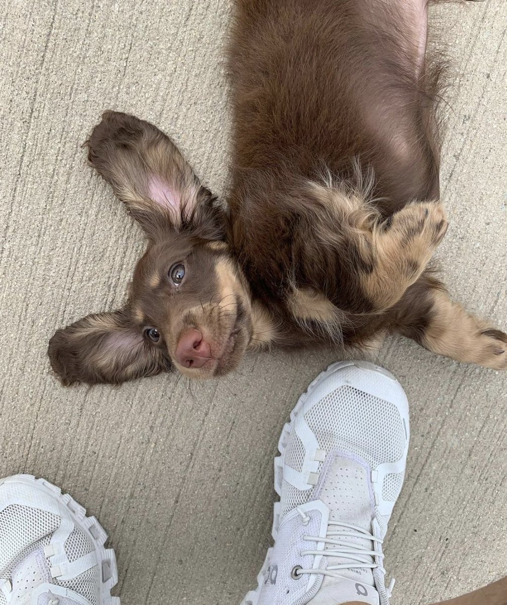 good dog tweet media
