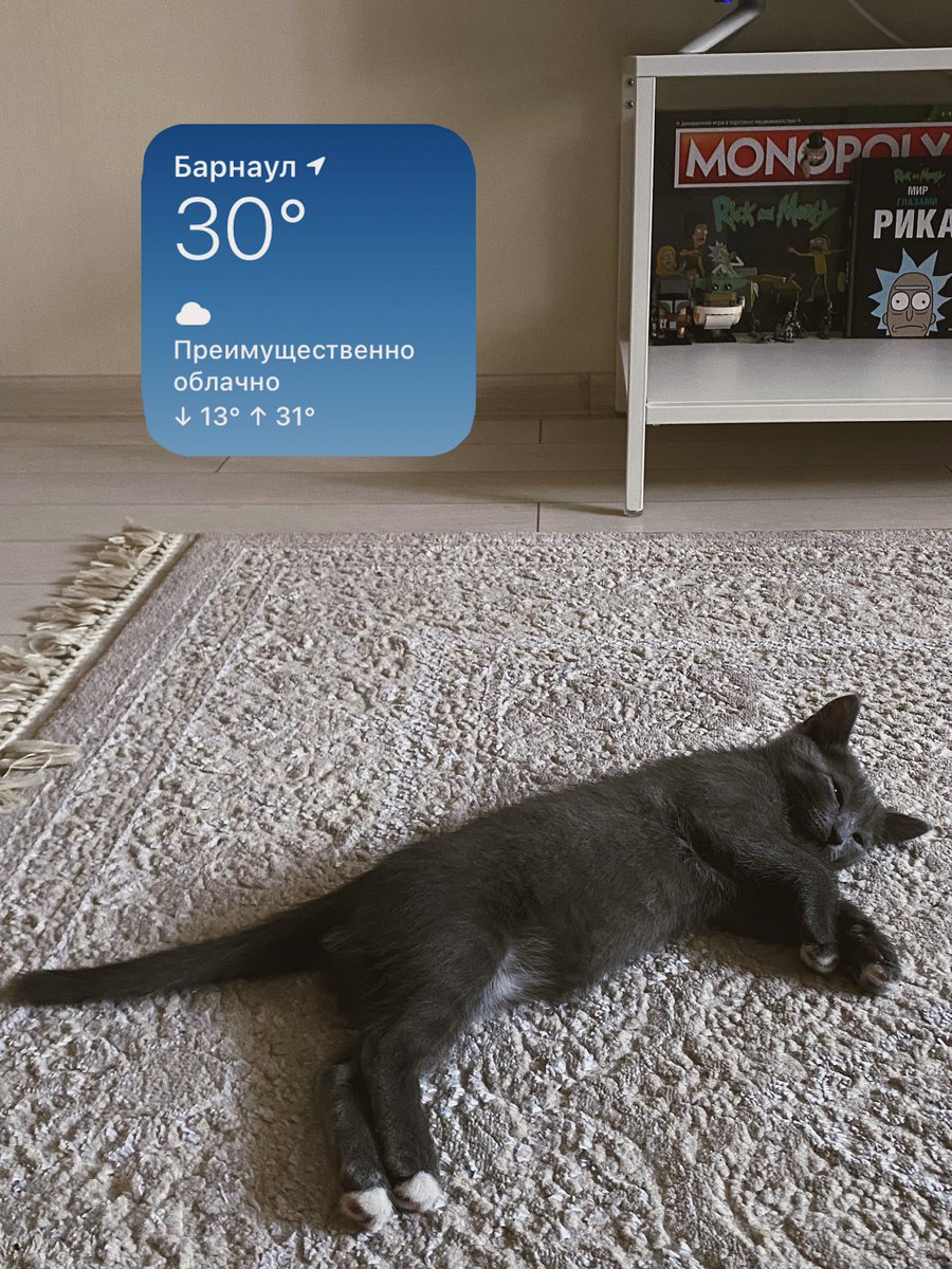 ppiminovaa's tweet photo. никогда не думала, что я так сильно могу полюбить кота

моя маленькая душа, Сэм https://t.co/GpxbnnSMIj