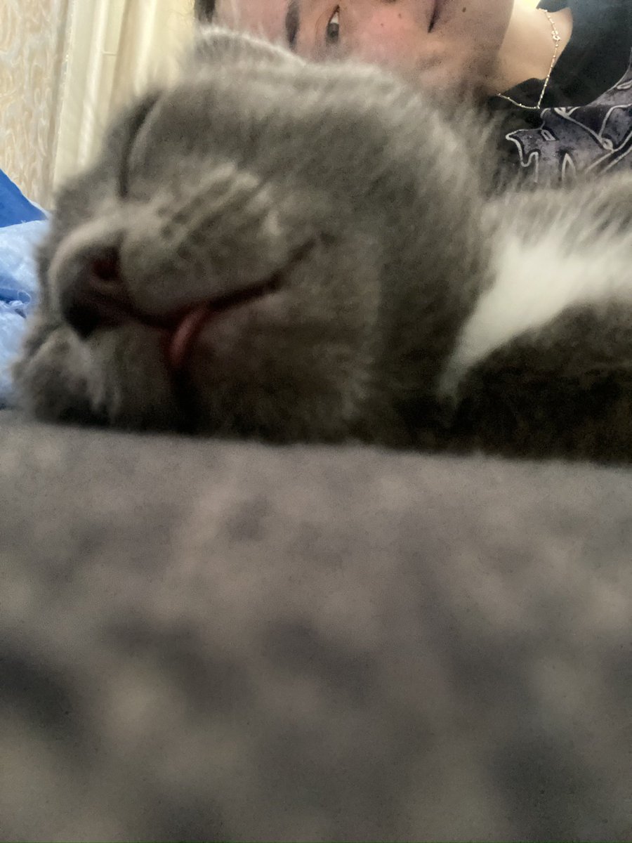 ppiminovaa's tweet photo. никогда не думала, что я так сильно могу полюбить кота

моя маленькая душа, Сэм https://t.co/GpxbnnSMIj