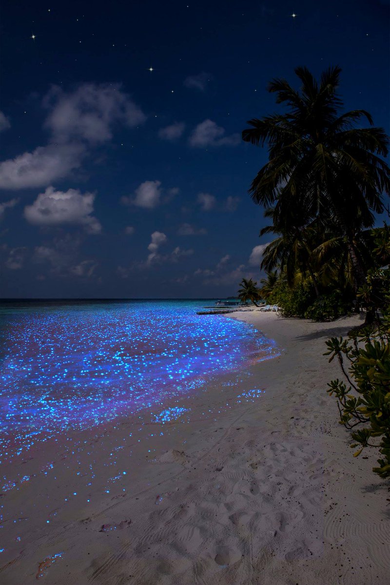 Alice3101162123's tweet photo. 🌾🌻🌾Good night everyone.🌻🌾🌻

Maldive, the magic of the sabbia stellata 💚 https://t.co/R6eeJOKIkY
