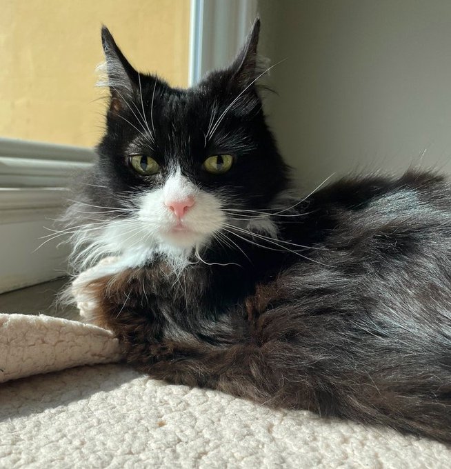 👉🏽SENIOR ALERT🙏🏽PLZ SHARE
💘SWEET 14YO #SENIOR BLACK & WHITE KITTY 'QUINNIE'💘
📢NEEDS A CALM #FUREVERHOME🏡AS YOUR 1 & ONLY PET
▶4 INFO cattownoakland.org/quinnie
🙏🏽#ADOPT #AdoptDontShop
#OAKLAND, #CA #BAYAREA
✅OLDER KIDS📧adopt@cattownoakland.org
#RehomeHour #US #CATS