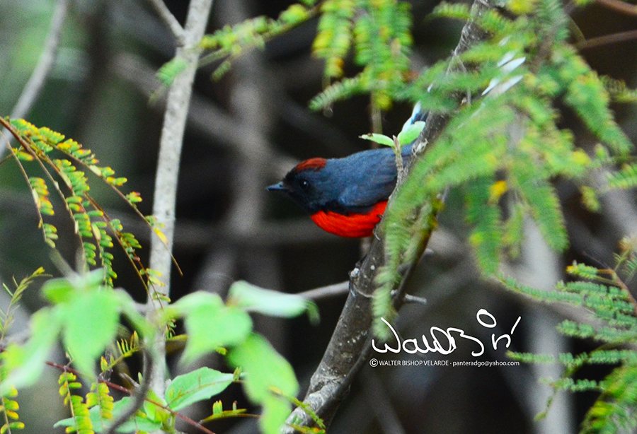 Durango, pedazo de cielo azul