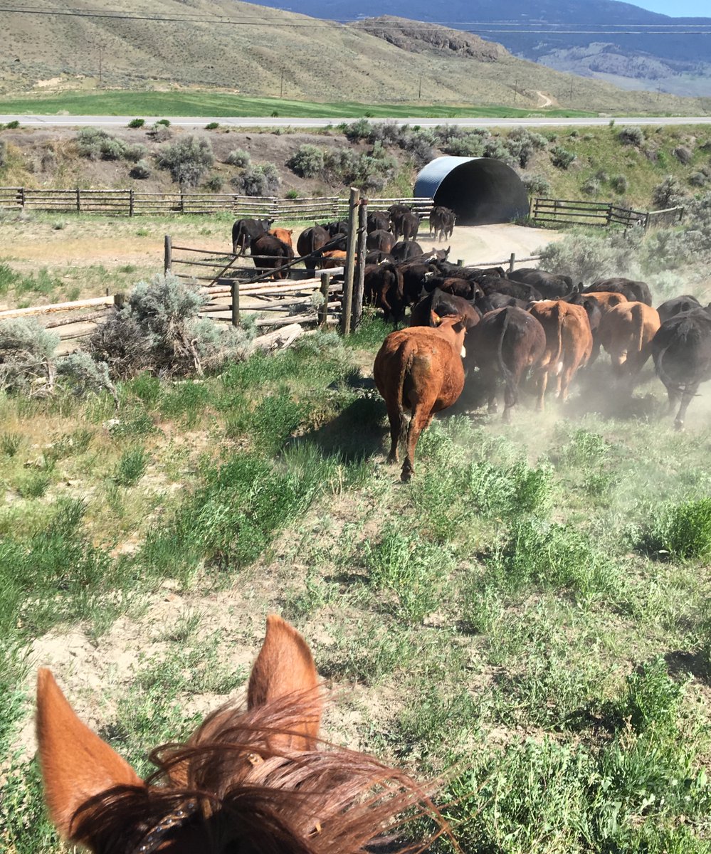 In an emergency situation, the tendency is to hurry and push animals hard when relocating or trying to evacuate. 

Remain calm. Make the most time, and take the most time you can. This helps limit the animals’ stress and yours.

#farmsafety #BCwildfire #BCflood