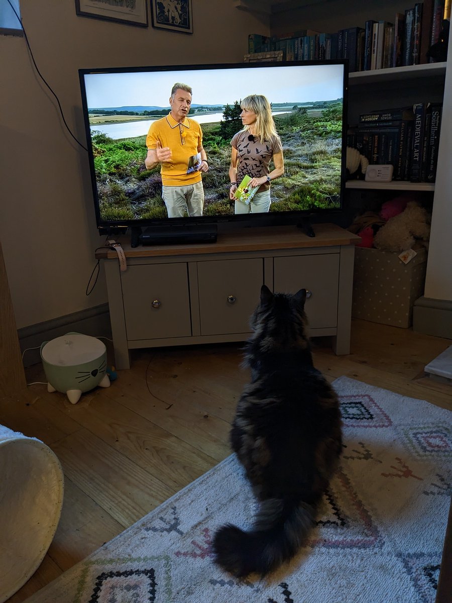 Margaret P Houston (@houstonmargaret) on Twitter photo Boo loves <a href="/BBCSpringwatch/">BBC Springwatch</a> and we often watch it together. The birds are his favourite, but here he is paying close attention to <a href="/ChrisGPackham/">Chris Packham</a> explaining about foxes' role in the ecosystem. Boo loves <a href="/BBCSpringwatch/">BBC Springwatch</a> and we often watch it together. The birds are his favourite, but here he is paying close attention to <a href="/ChrisGPackham/">Chris Packham</a> explaining about foxes' role in the ecosystem.