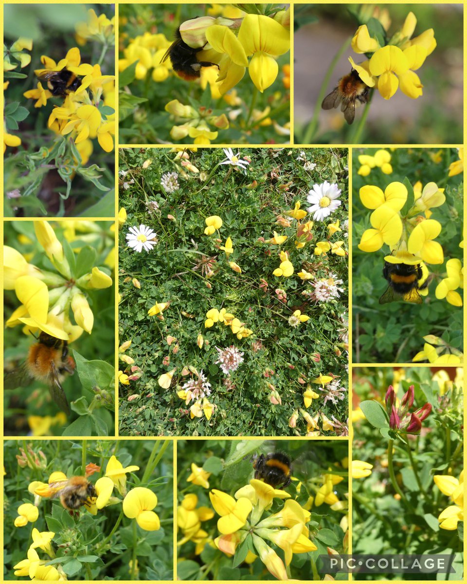 @perkins58 @DaveGoulson @BumblebeeTrust Our lawn and borders blooming with birds foot trefoil for #LetItBloomJune #BeeTheChange🐝 @BumblebeeTrust @PlantlifeScot 🐝🌞🌼🌞🐝….