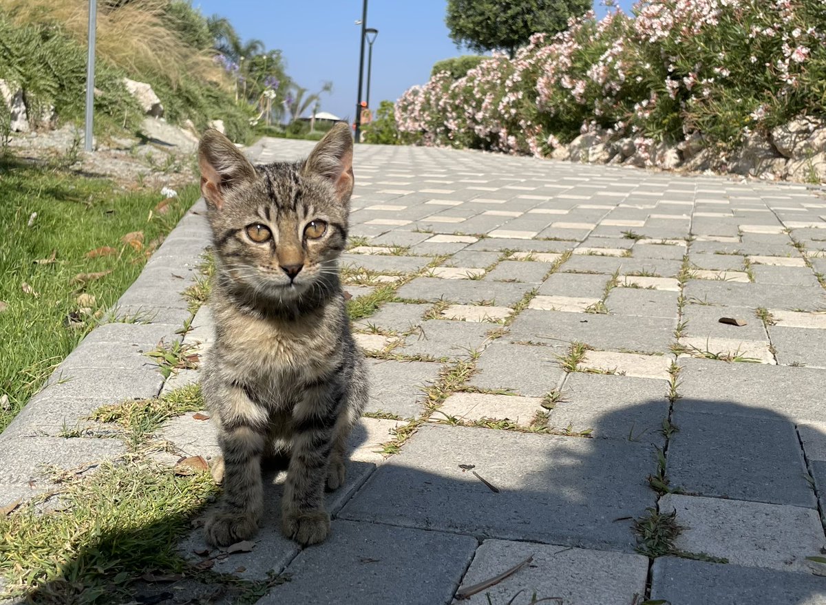 Leon Fröhling tweet media