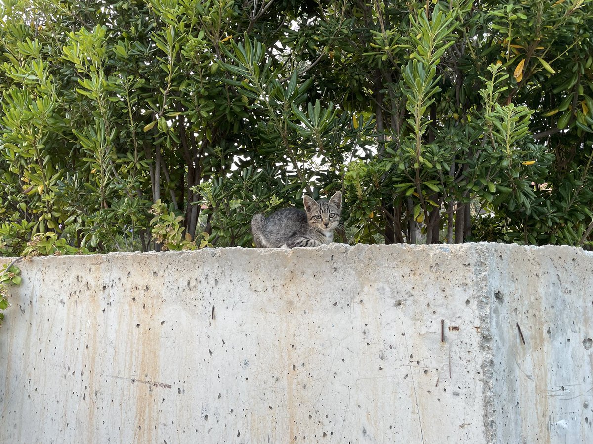 Leon Fröhling tweet media