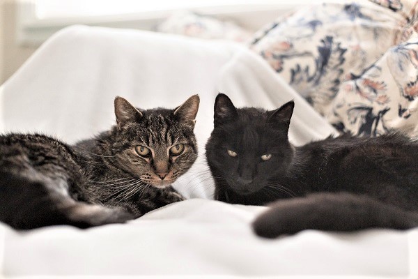 👉🏽SUPER SENIOR ALERT🙏🏽PLZ SHARE
💞CHARMING 16YO #SENIOR BONDED BUDDIES 'OATS' & 'GRITS'💞
📢NEED A QUIET🏡#FUREVERHOME🏡TOGETHER
▶4 INFO cattownoakland.org/oats-and-grits
🙏🏽#ADOPT #AdoptMe
#OAKLAND, #CA #SpecialNeeds
✅OLDER KIDS✅ADULTS📧adopt@cattownoakland.org
#RehomeHour #US #CATS