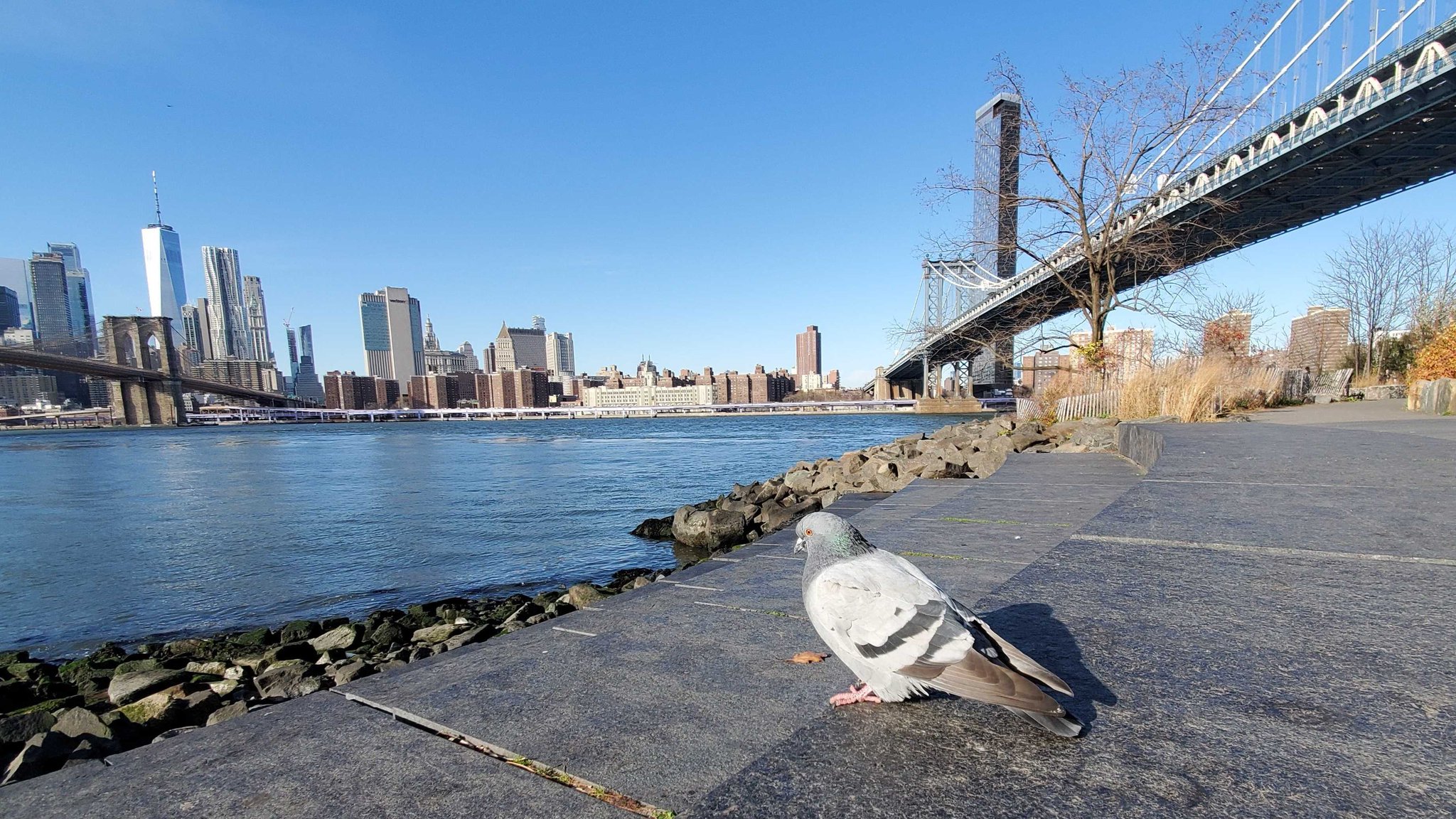 NYC Parks on Twitter: "Today is Pigeon Appreciation Day! While you may ...
