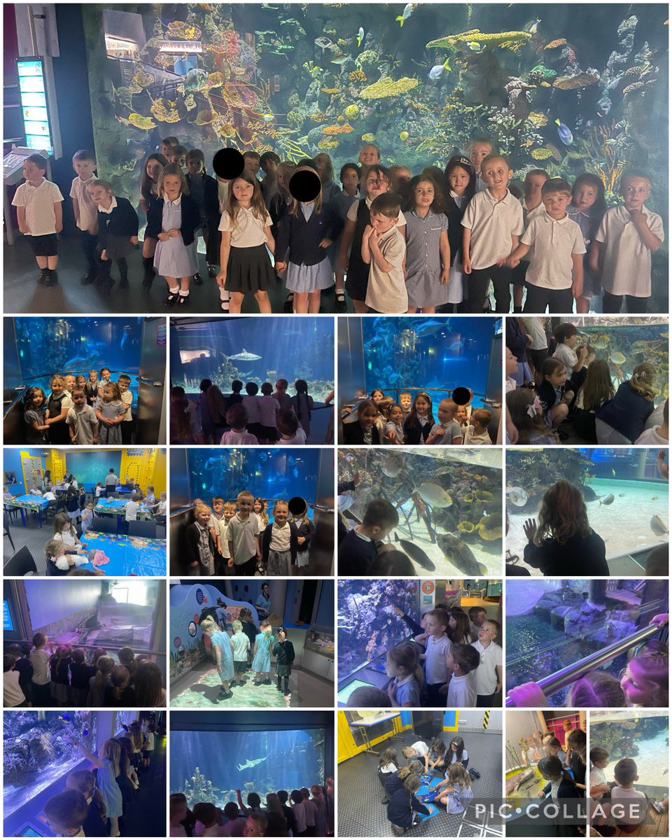MissDodsworthFS's tweet photo. What better way to start our summer term topic with a trip to @TheDeepHull, learning all about animals living under the sea and enjoying a story telling workshop!🦈🐠.. #Middlethorpeprimary #MiddlethorpeEYFS #MiddlethorpeGeography https://t.co/bI1ukjtyiL