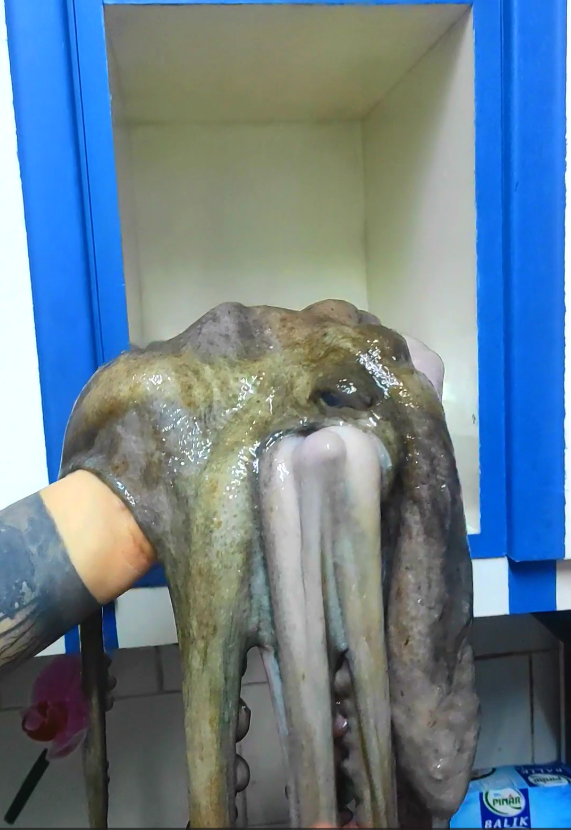 ertugishere's tweet photo. Come'n take a look at that! It's so close to an octopus, dear friends! 😊 It's from Chanakkale Strait (Dardanelles). Have you ever seen an octopus? If didn't, you'll so surprise! It's almost huge📷👇
https://t.co/qwXkMFs4Vi https://t.co/qDmYLNeZzd