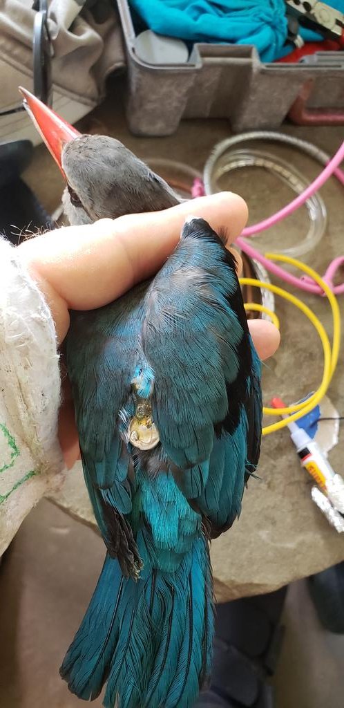 arochakenya's tweet image. GREAT celebrations at A Rocha Kenya today! @kirao_lennox opened nets to try for  Red-capped Robin Chats &amp;amp; caught one of last years with a #geolocator AND a Mangrove Kingfisher with one too! 2021 birds went to Mozambique, did these too? #afrotropmigration #bird #Science #migrants