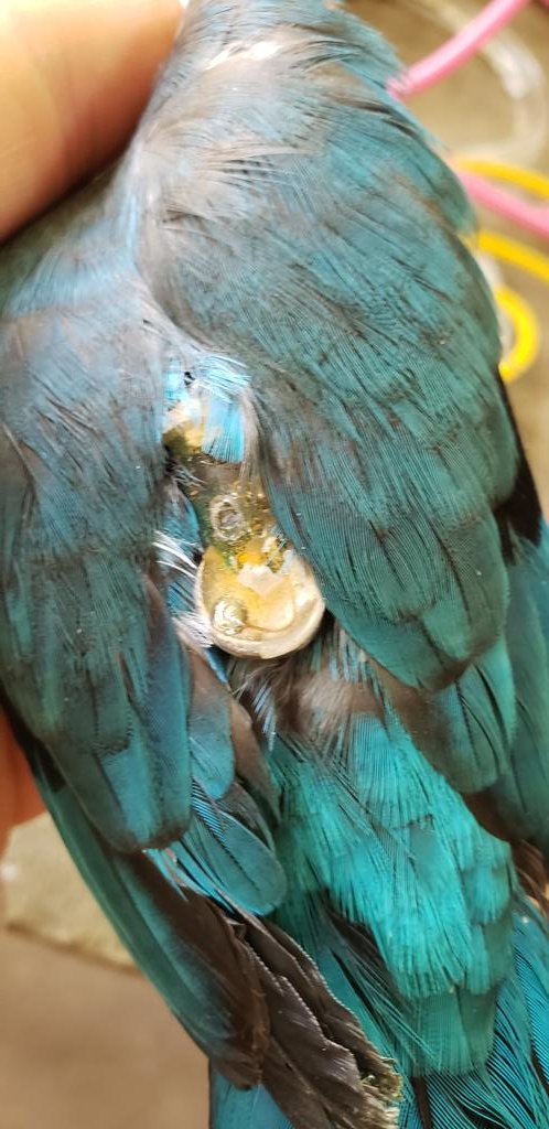 arochakenya's tweet image. GREAT celebrations at A Rocha Kenya today! @kirao_lennox opened nets to try for  Red-capped Robin Chats &amp;amp; caught one of last years with a #geolocator AND a Mangrove Kingfisher with one too! 2021 birds went to Mozambique, did these too? #afrotropmigration #bird #Science #migrants