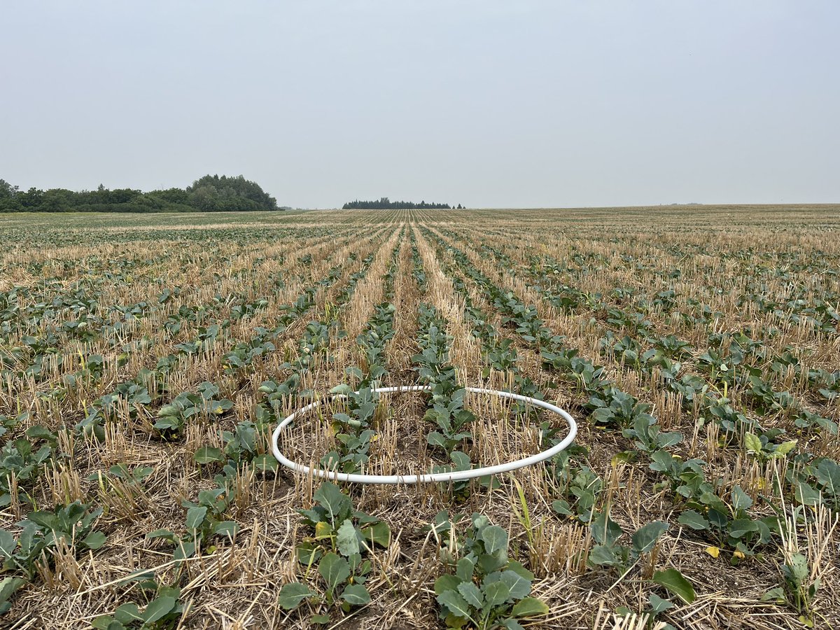 Plant counts are going well so far! Looking forward to seeing the growth of this trial in the weeks ahead!