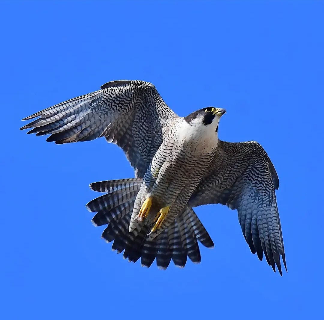 Peregrine, today in Bath, Somerset