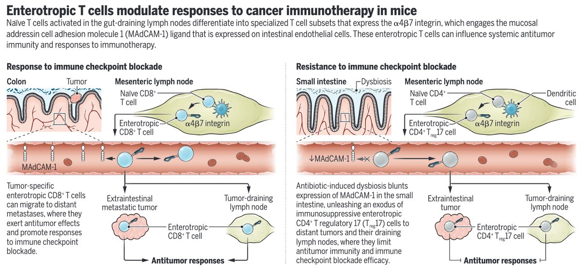 Science Magazine (@sciencemagazine) on Twitter photo New studies in Science & <a href="/SciImmunology/">Science Immunology</a> spotlight a group of intestinal T cells with α4β7 integrin receptors that could be targeted to prevent resistance to immune checkpoint blockade #cancer immunotherapy.
scim.ag/2ZC
scim.ag/2ZD
scim.ag/2ZB New studies in Science & <a href="/SciImmunology/">Science Immunology</a> spotlight a group of intestinal T cells with α4β7 integrin receptors that could be targeted to prevent resistance to immune checkpoint blockade #cancer immunotherapy.
scim.ag/2ZC
scim.ag/2ZD
scim.ag/2ZB